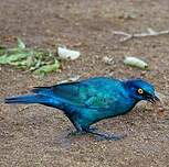 Choucador à oreillons bleus