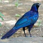 Choucador de Rüppell