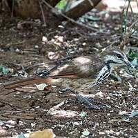 Cichladuse tachetée