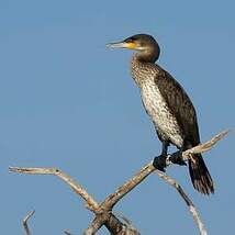 Cormoran à poitrine blanche