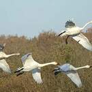 Cygne de Bewick
