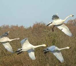 Cygne de Bewick