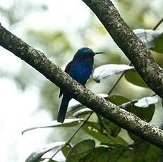 Guêpier à tête bleue