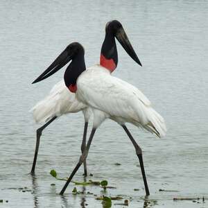 Jabiru d'Amérique