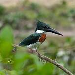 Martin-pêcheur d'Amazonie