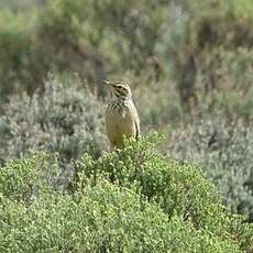 Pipit alticole