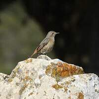 Rougequeue de Moussier