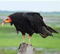 Urubu à tête jaune