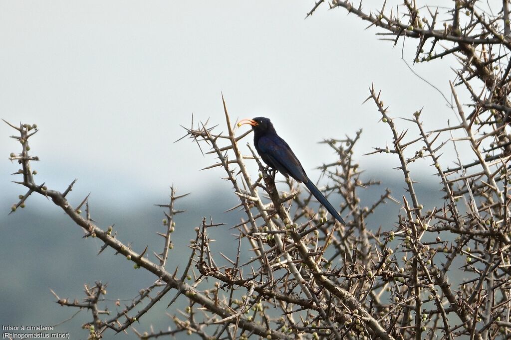 Abyssinian Scimitarbill