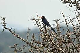 Abyssinian Scimitarbill