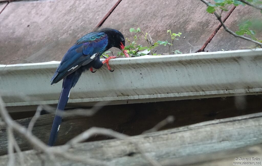 Green Wood Hoopoe