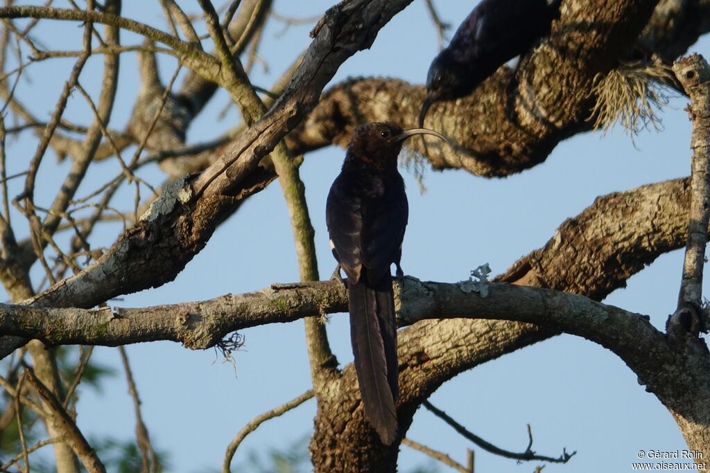 Common Scimitarbill