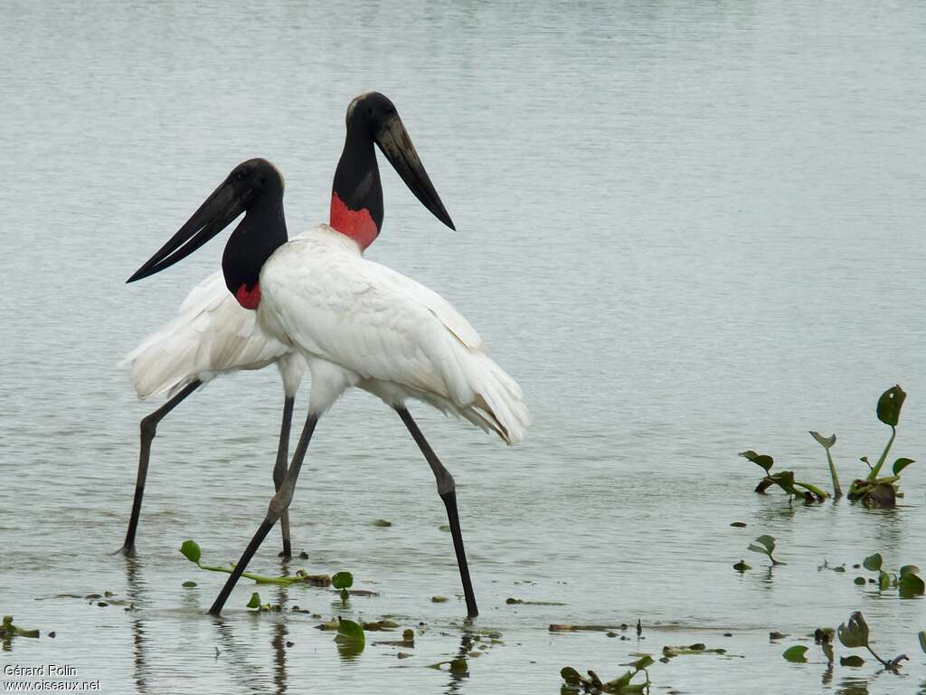 Jabiru d'Amériqueadulte, identification