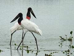 Jabiru d'Amérique