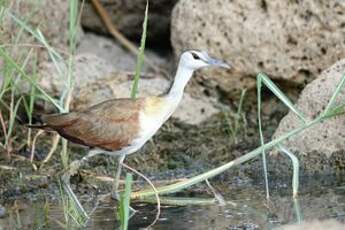 Jacana à poitrine dorée