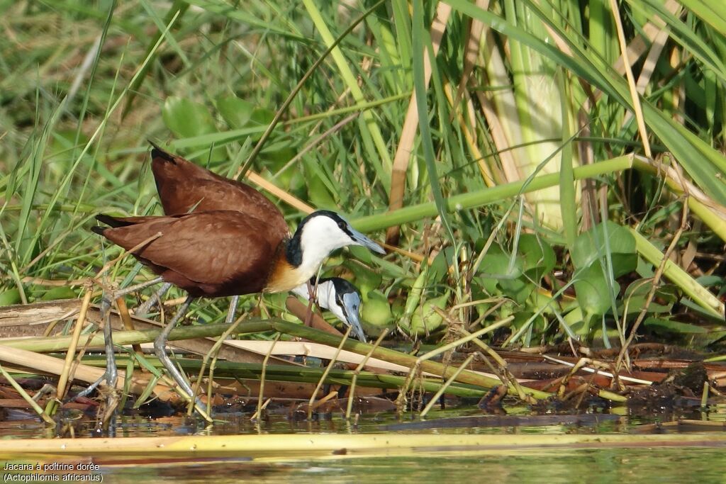 Jacana à poitrine doréeadulte