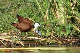 Jacana à poitrine dorée