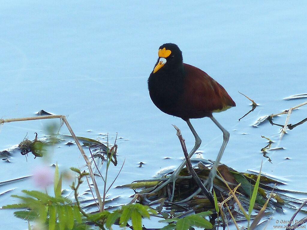 Northern Jacana