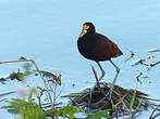 Jacana du Mexique