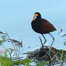 Jacana du Mexique