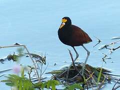 Northern Jacana