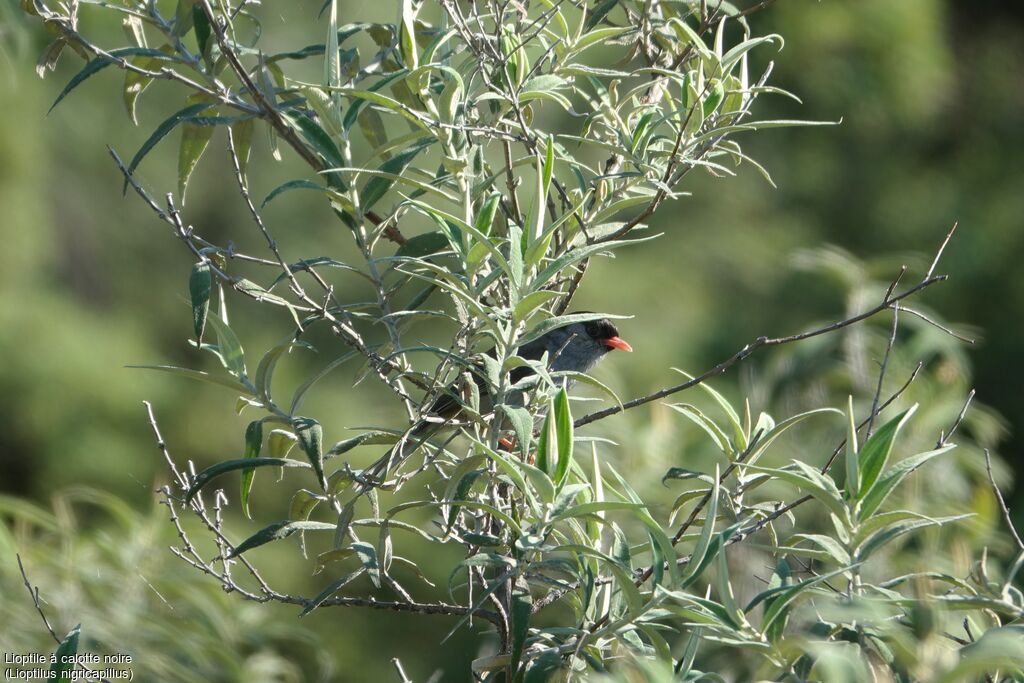 Bush Blackcap