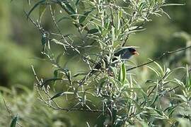 Bush Blackcap