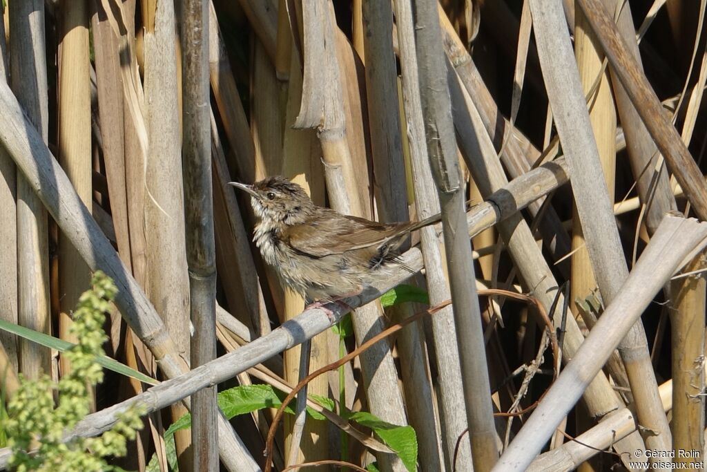 Savi's Warbler