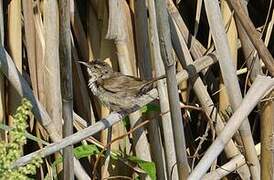 Savi's Warbler