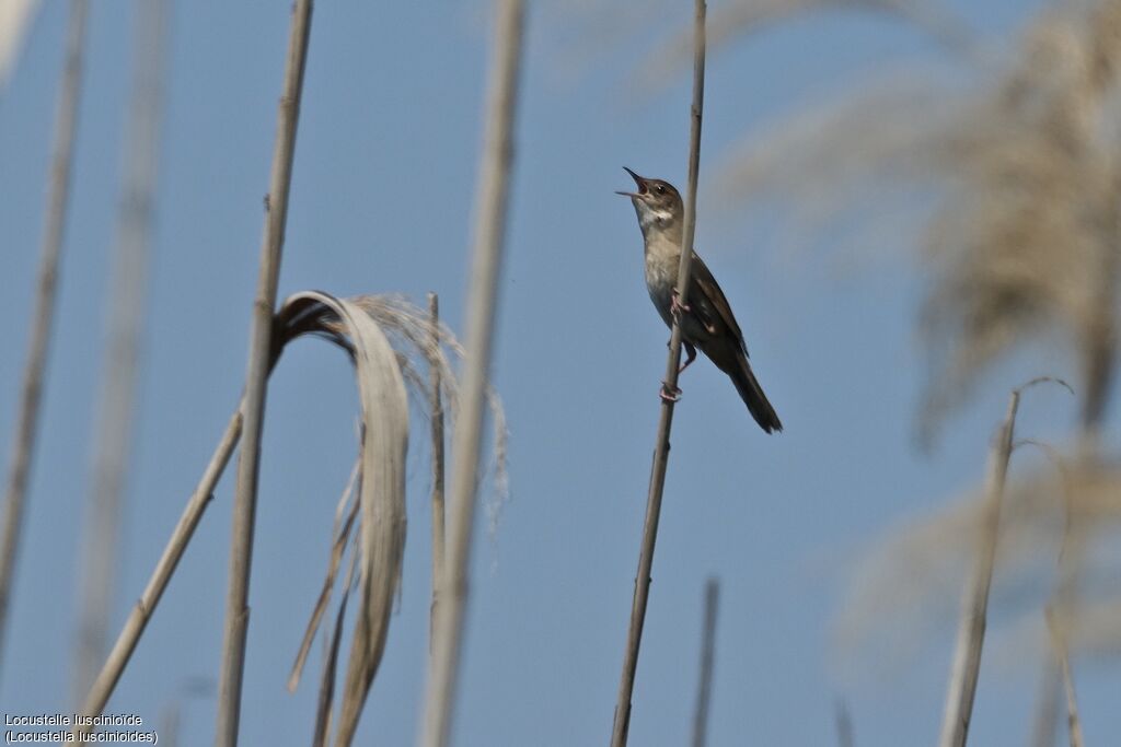 Savi's Warbler