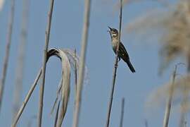 Savi's Warbler