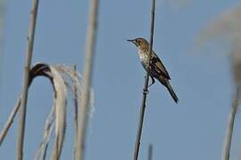 Savi's Warbler