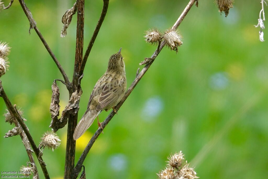 Common Grasshopper Warbler