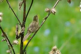 Common Grasshopper Warbler