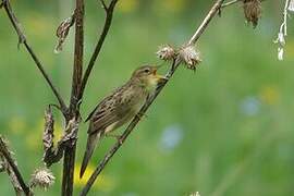 Common Grasshopper Warbler