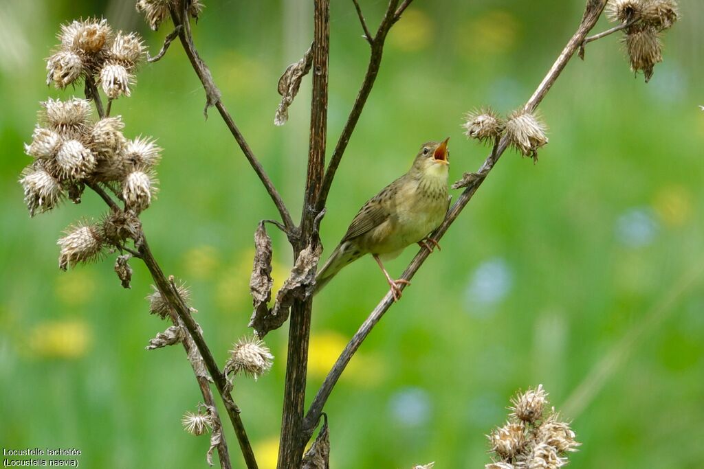 Common Grasshopper Warbler