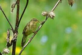 Common Grasshopper Warbler