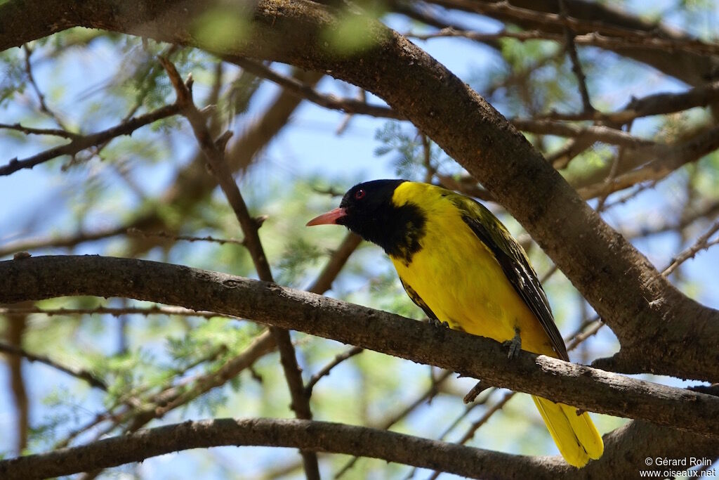 Black-headed Oriole