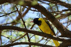 Black-headed Oriole