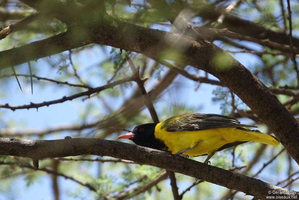 Black-headed Oriole