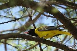 Black-headed Oriole