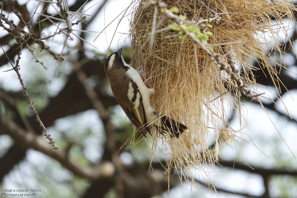 White-browed Sparrow-Weaver