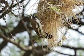 White-browed Sparrow-Weaver