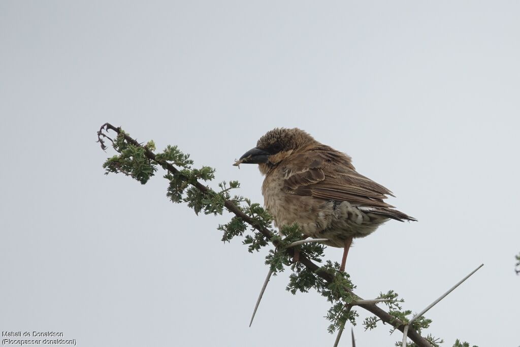 Donaldson Smith's Sparrow-Weaver