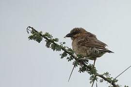 Donaldson Smith's Sparrow-Weaver