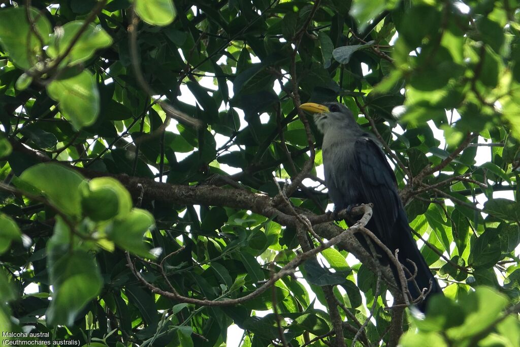 Malcoha austral