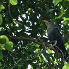 Malcoha austral