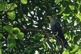 Green Malkoha