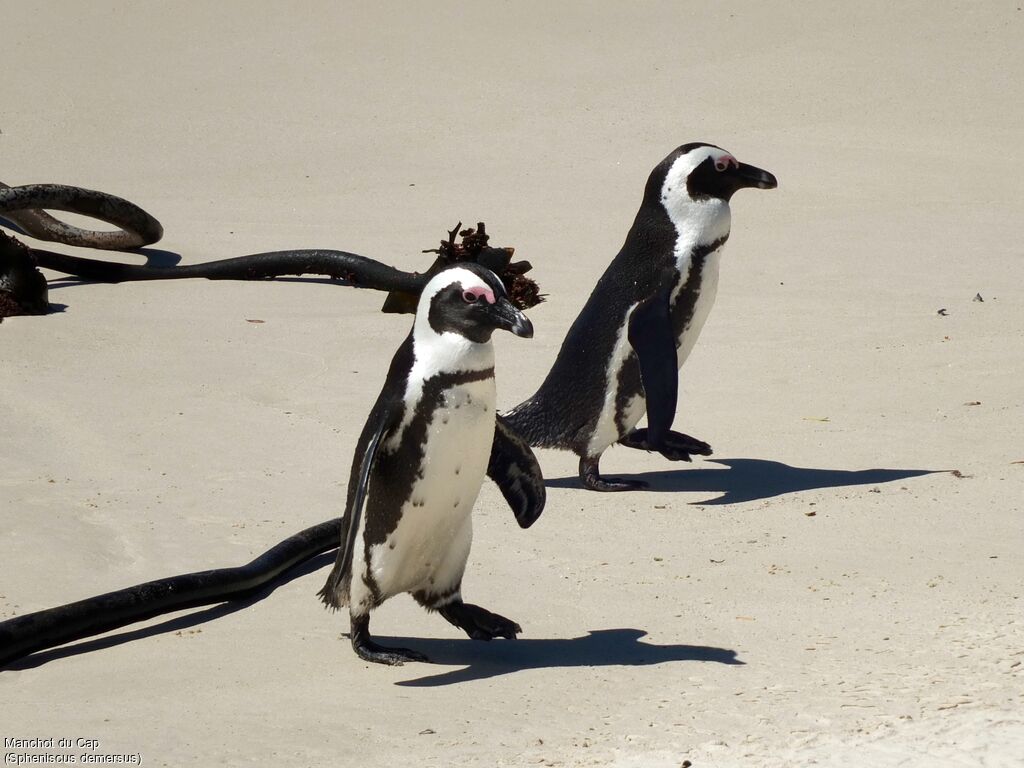 African Penguin