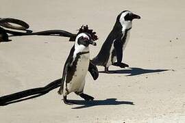 African Penguin